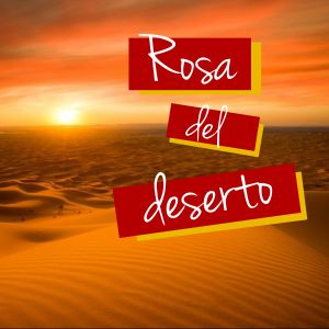 Rosa del deserto - Made with PosterMyWall